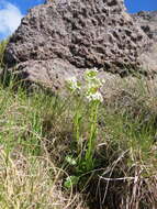 Image of Sebaea spathulata (E. Mey.) Steud.