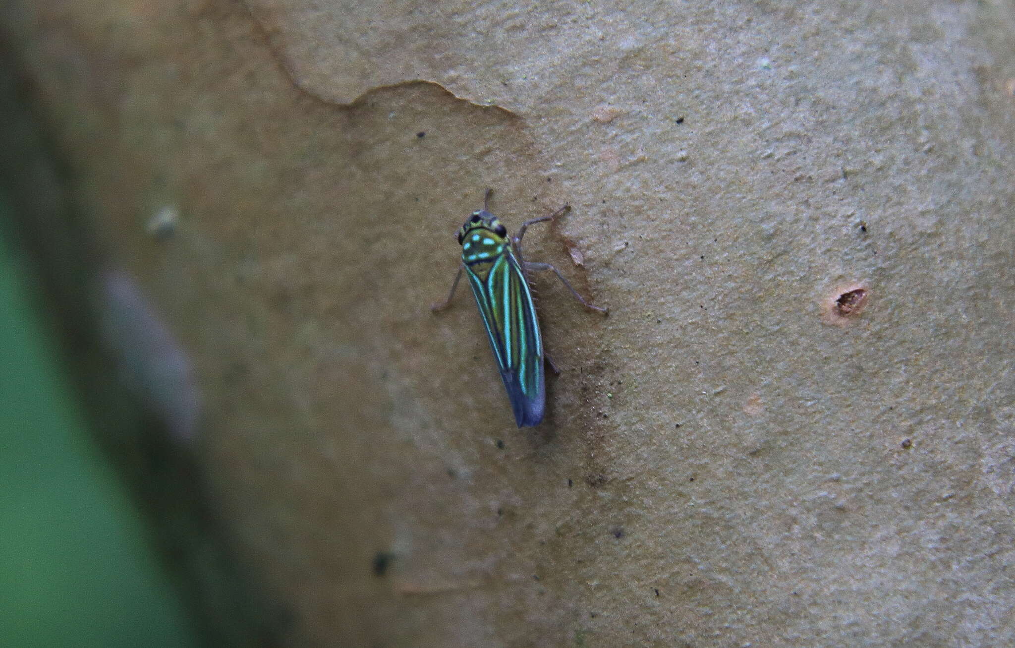 Imagem de Chlorogonalia coeruleovittata (Signoret 1855)