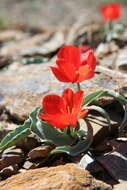 Image of Tulipa korolkowii Regel