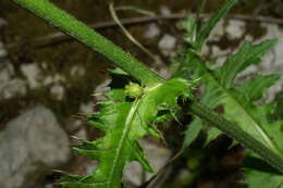 Image of Cirsium erisithales (Jacq.) Scop.