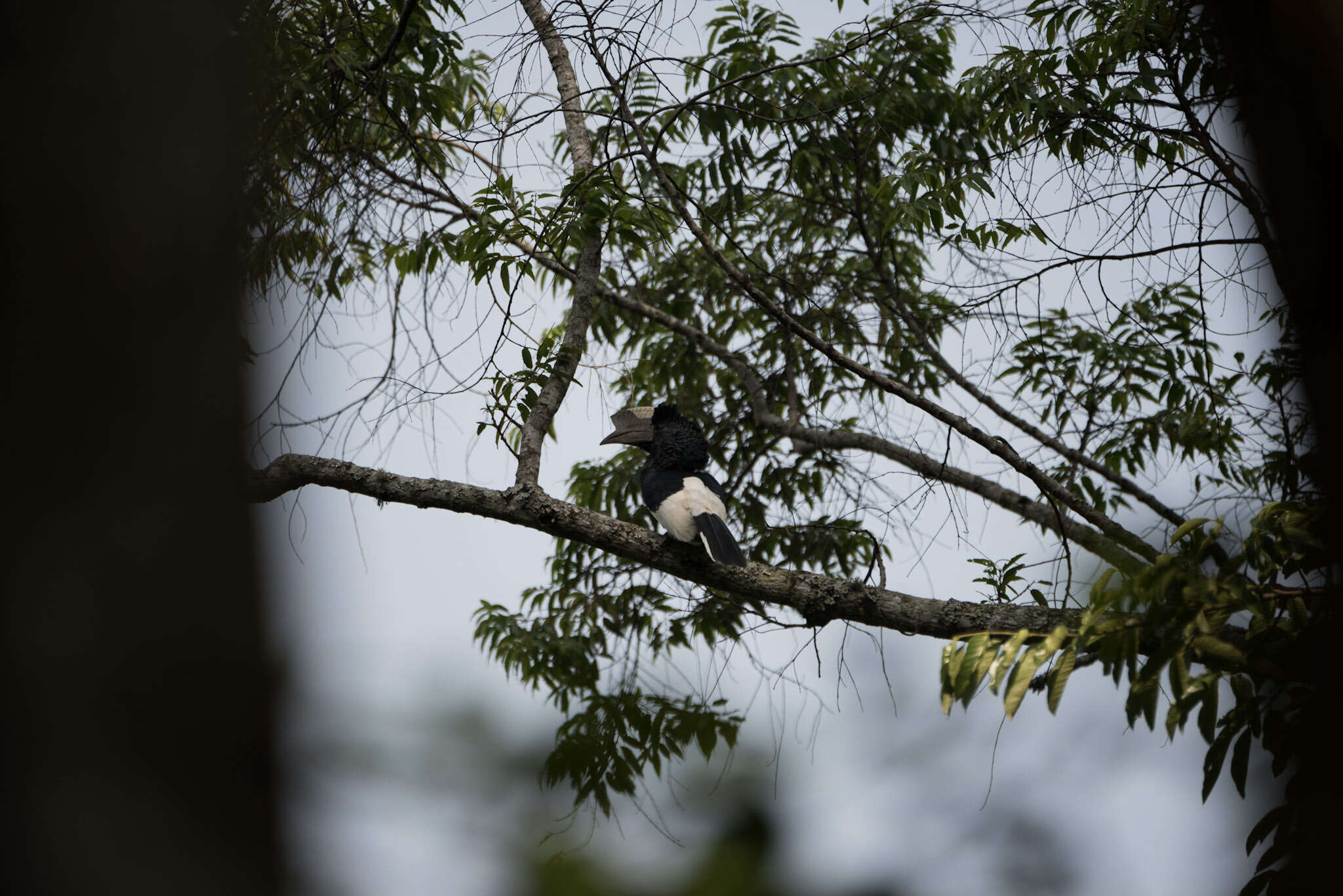 Image of Black-and-white Casqued Hornbill