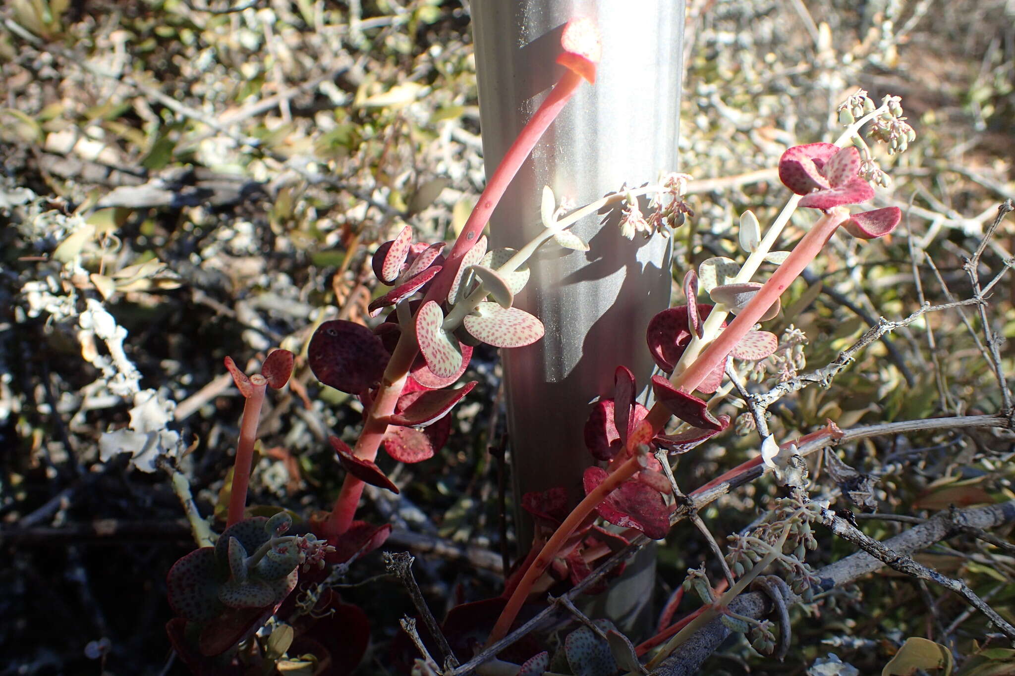 Image of Crassula cordata Thunb.