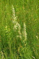 Image of European white hellebore