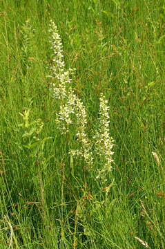 Image of European white hellebore