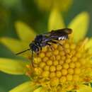 Image of Nomada obtusifrons Nylander 1848