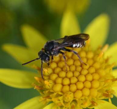 Image de Nomada obtusifrons Nylander 1848