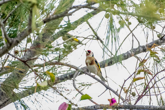 Image of Carduelis carduelis parva Tschusi 1901