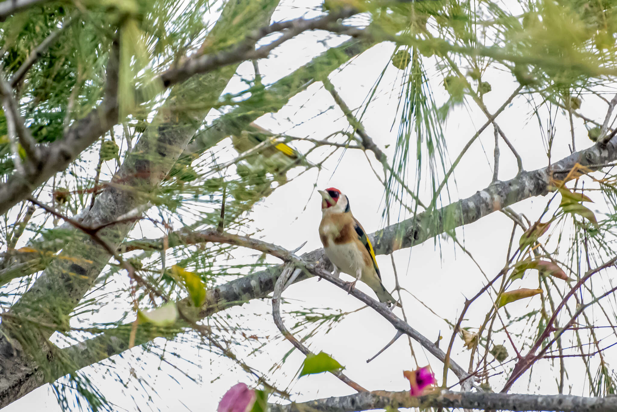 Carduelis carduelis parva Tschusi 1901的圖片