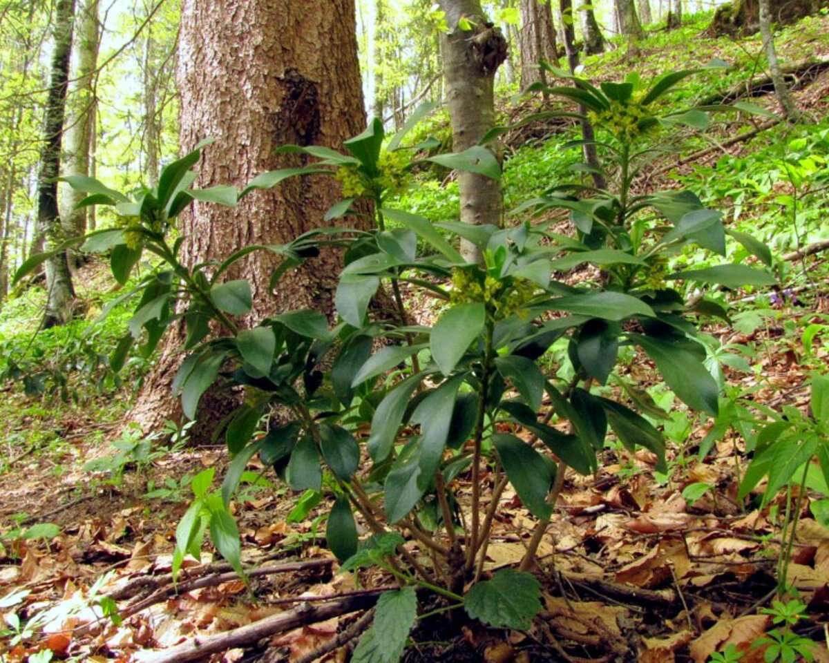 Imagem de Daphne laureola L.