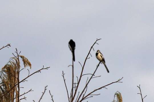 Image of African Pied Wagtail