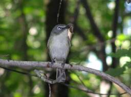 Image of Blue-headed Vireo