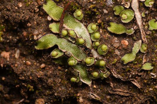 Image of Asterella bolanderi (Austin) Underw.