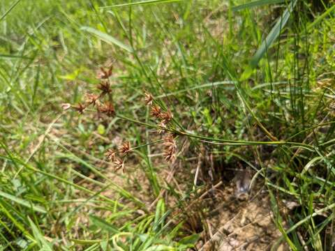 Image of Juncus wallichianus Laharpe