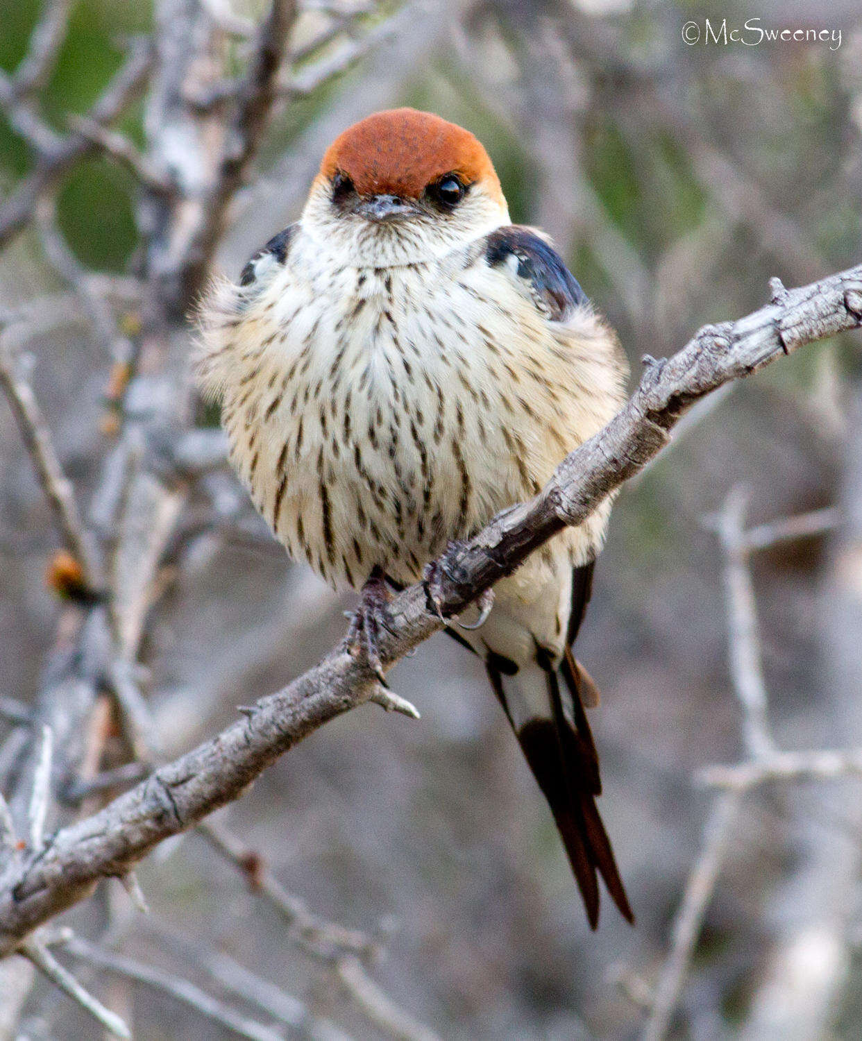 Image de Hirondelle à tête rousse