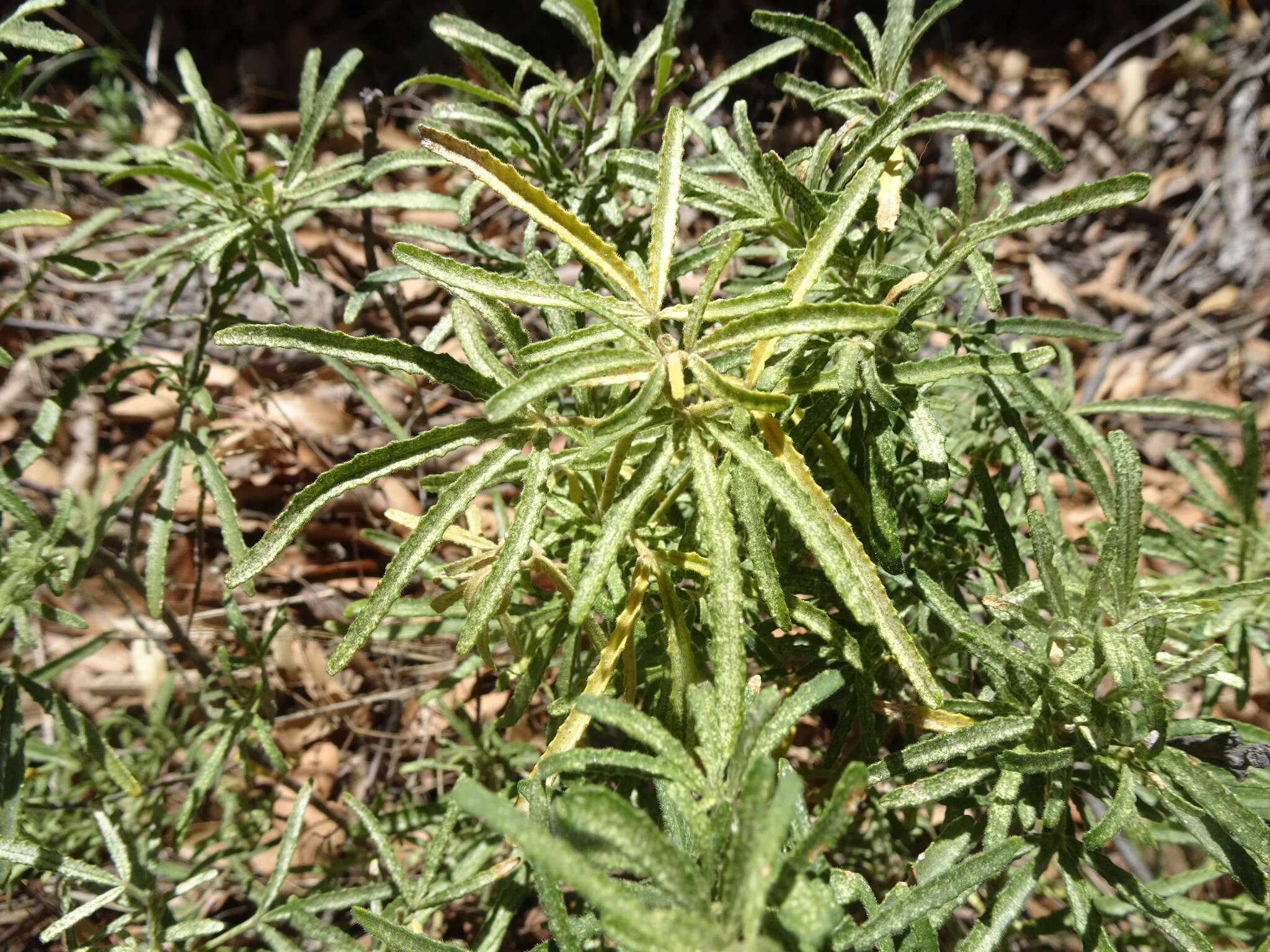 Image de Choisya dumosa var. mollis (Standl.) L. D. Benson