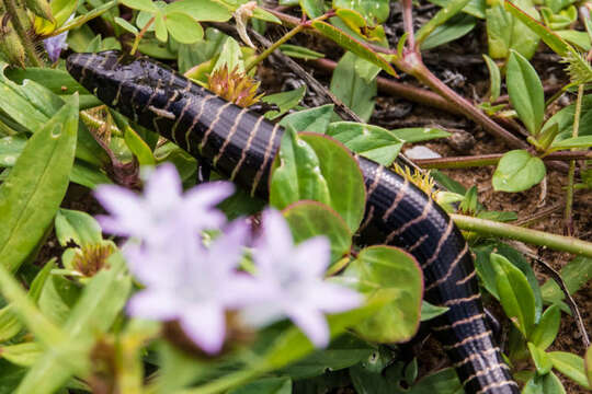 Image of Brazilian Galliwasp