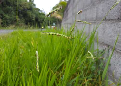 Plancia ëd Brachiaria eminii (Mez) Robyns