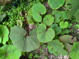 Image of Petasites formosanus Kitam.