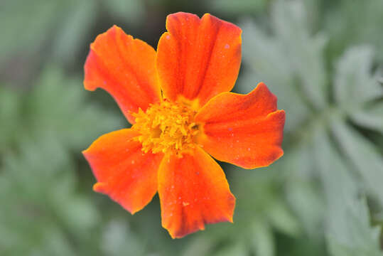 Tagetes erecta L. resmi