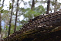 Image of Southern Whiptailed Skink