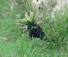 Image of Aloe lineata (Aiton) Haw.