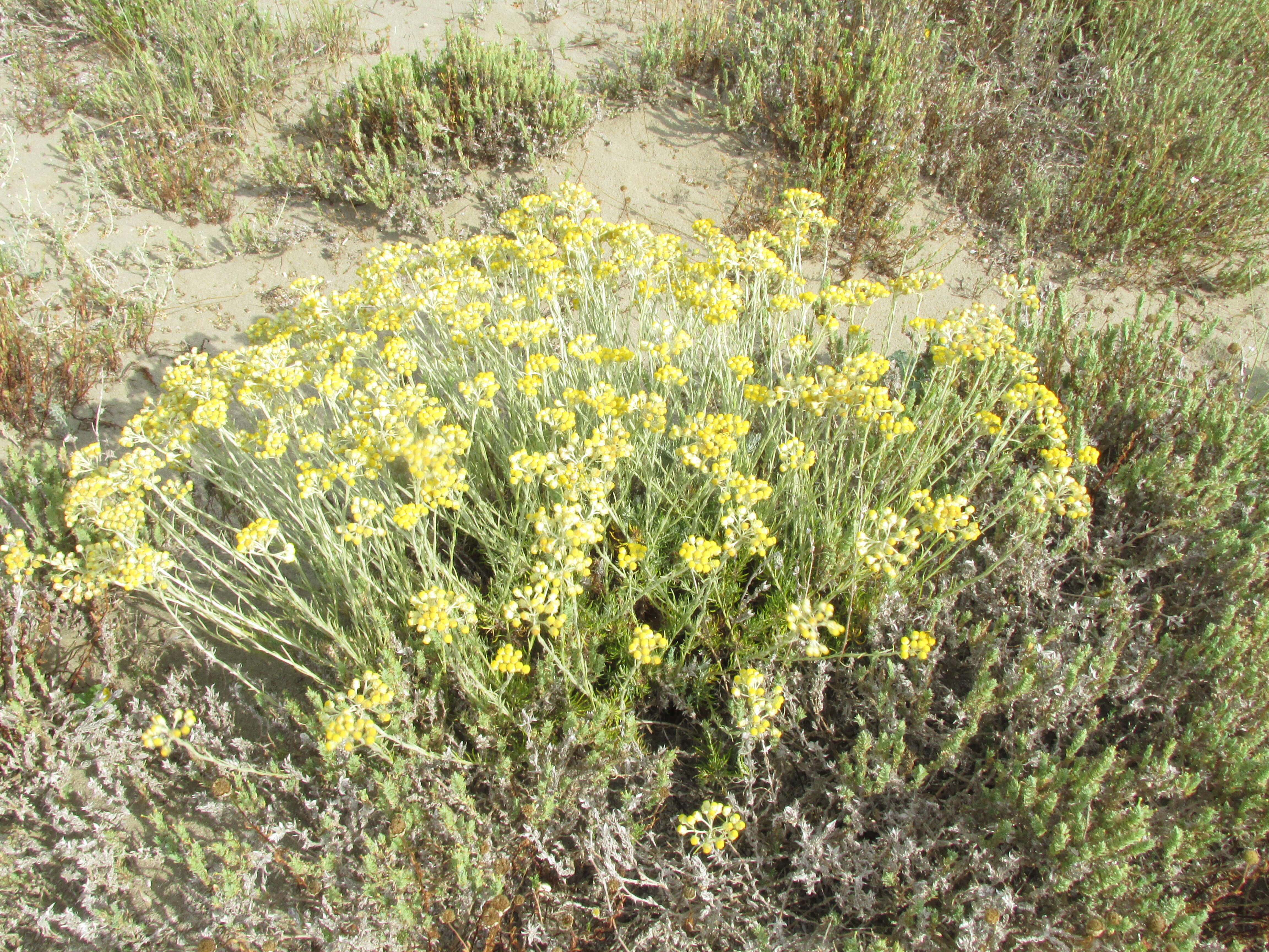 Слика од Helichrysum italicum (Roth) G. Don fil.