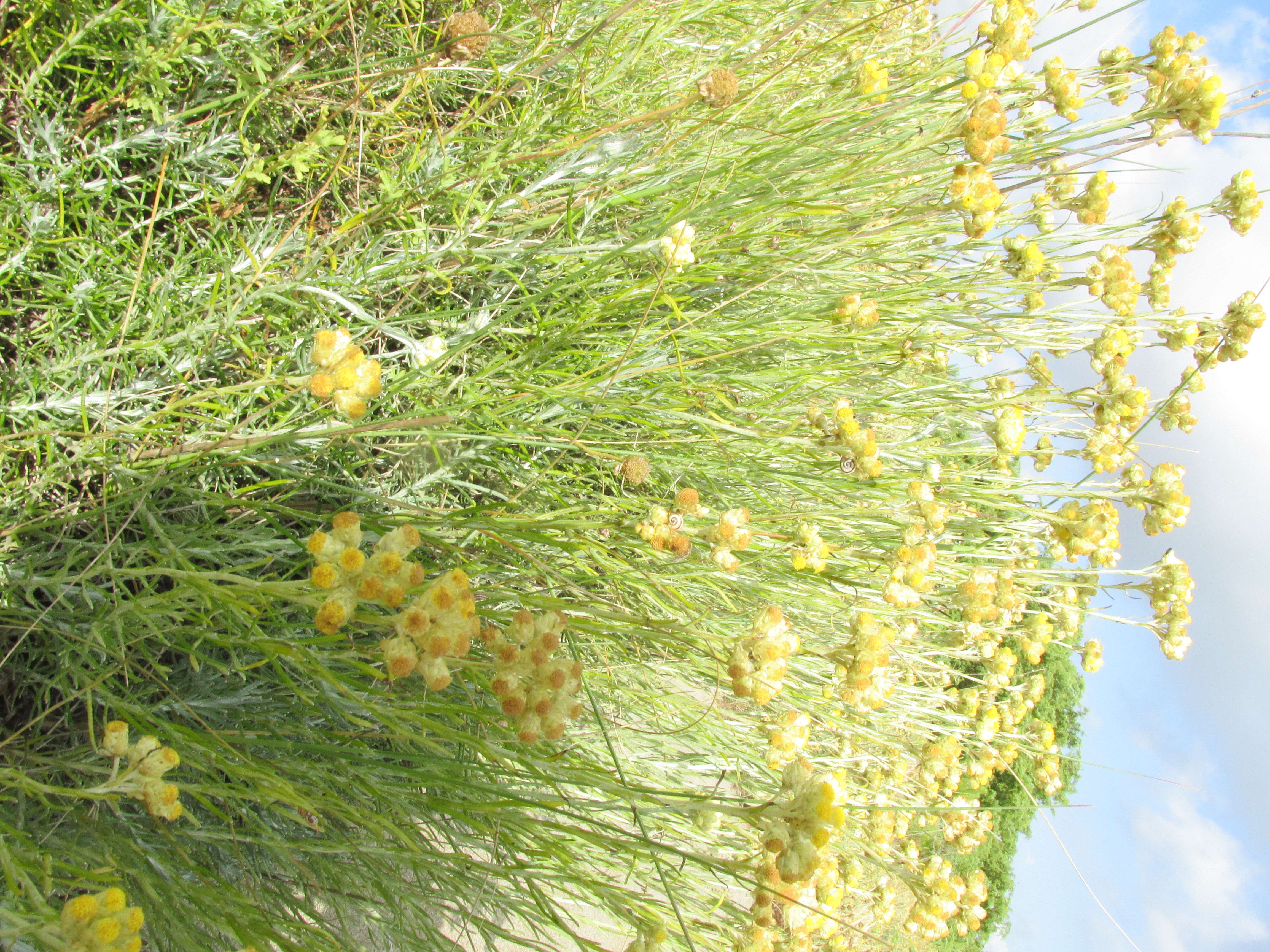 Слика од Helichrysum italicum (Roth) G. Don fil.