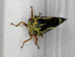 Image of Ophiderma flava Goding