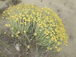 Слика од Helichrysum italicum (Roth) G. Don fil.