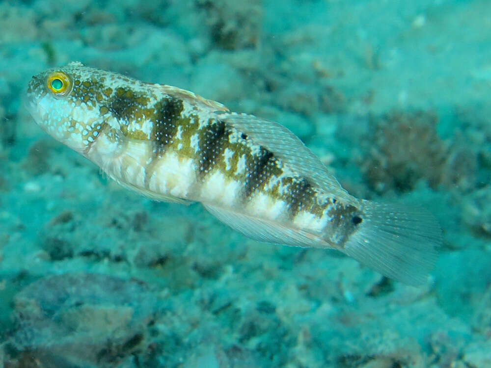 صورة Amblygobius sphynx (Valenciennes 1837)