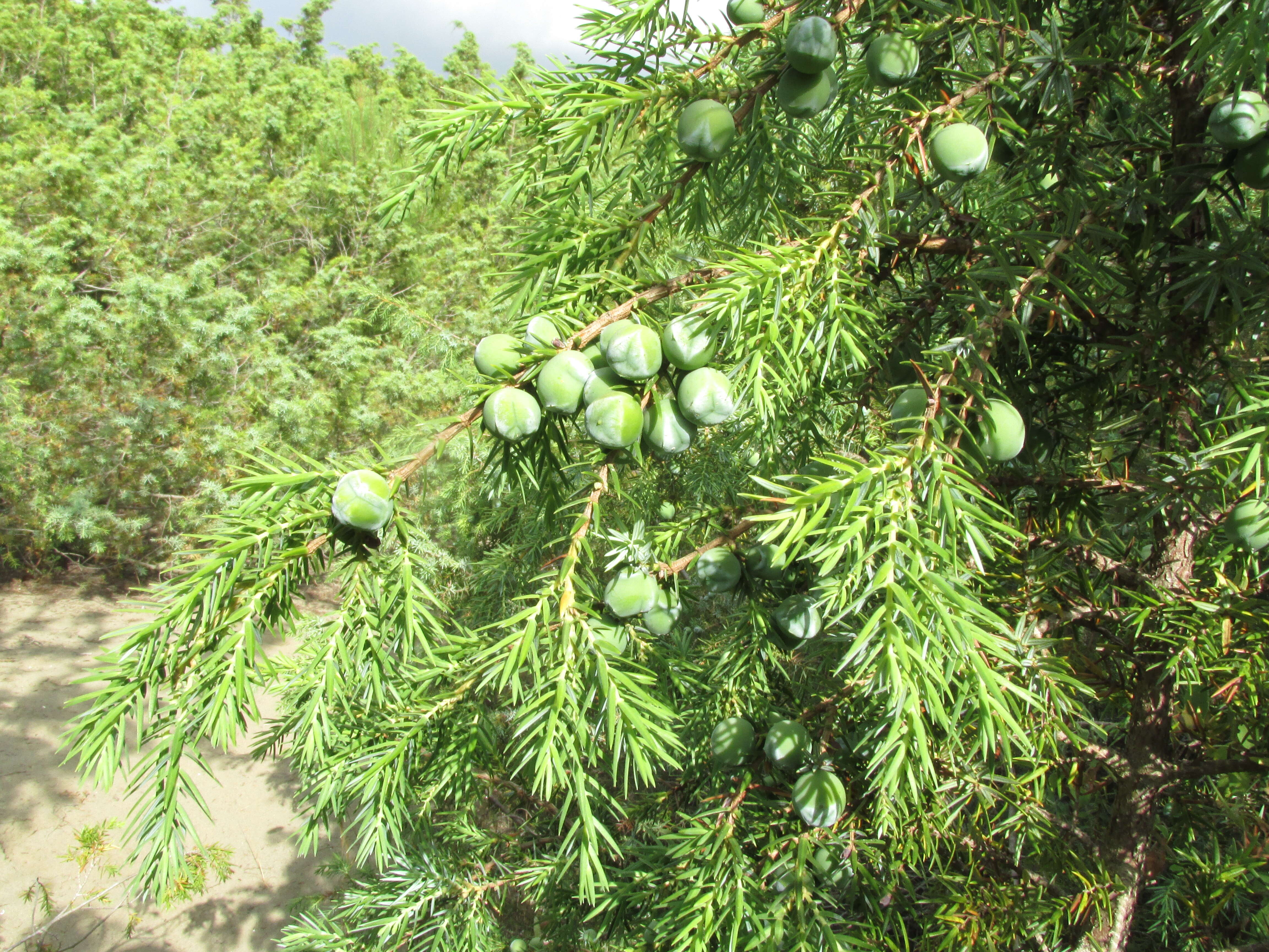 Image of Large-fruited Juniper