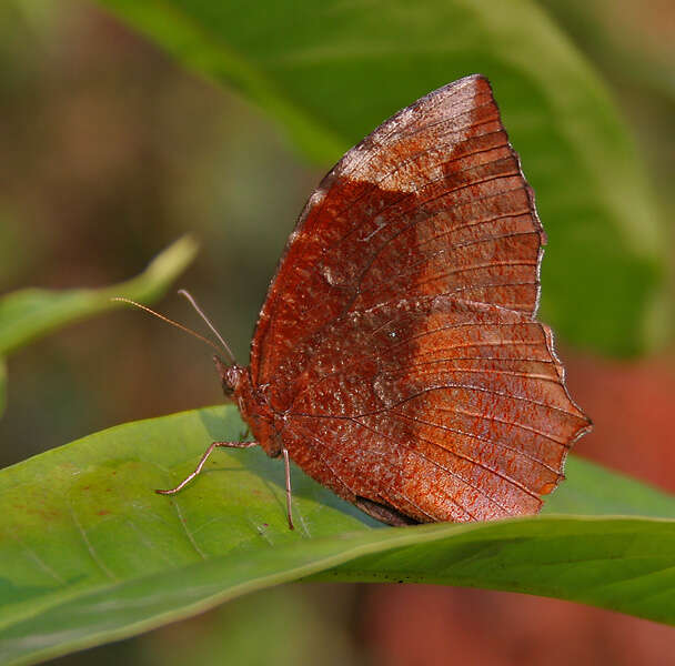 Image of Elymnias hypermnestra Linnaeus 1763