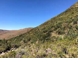 Image of Drakensberg Cycad