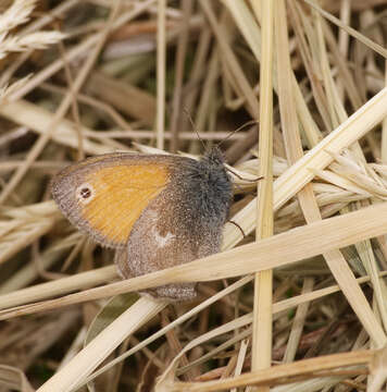 Image of small heath