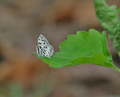 Image of Common Pierrot