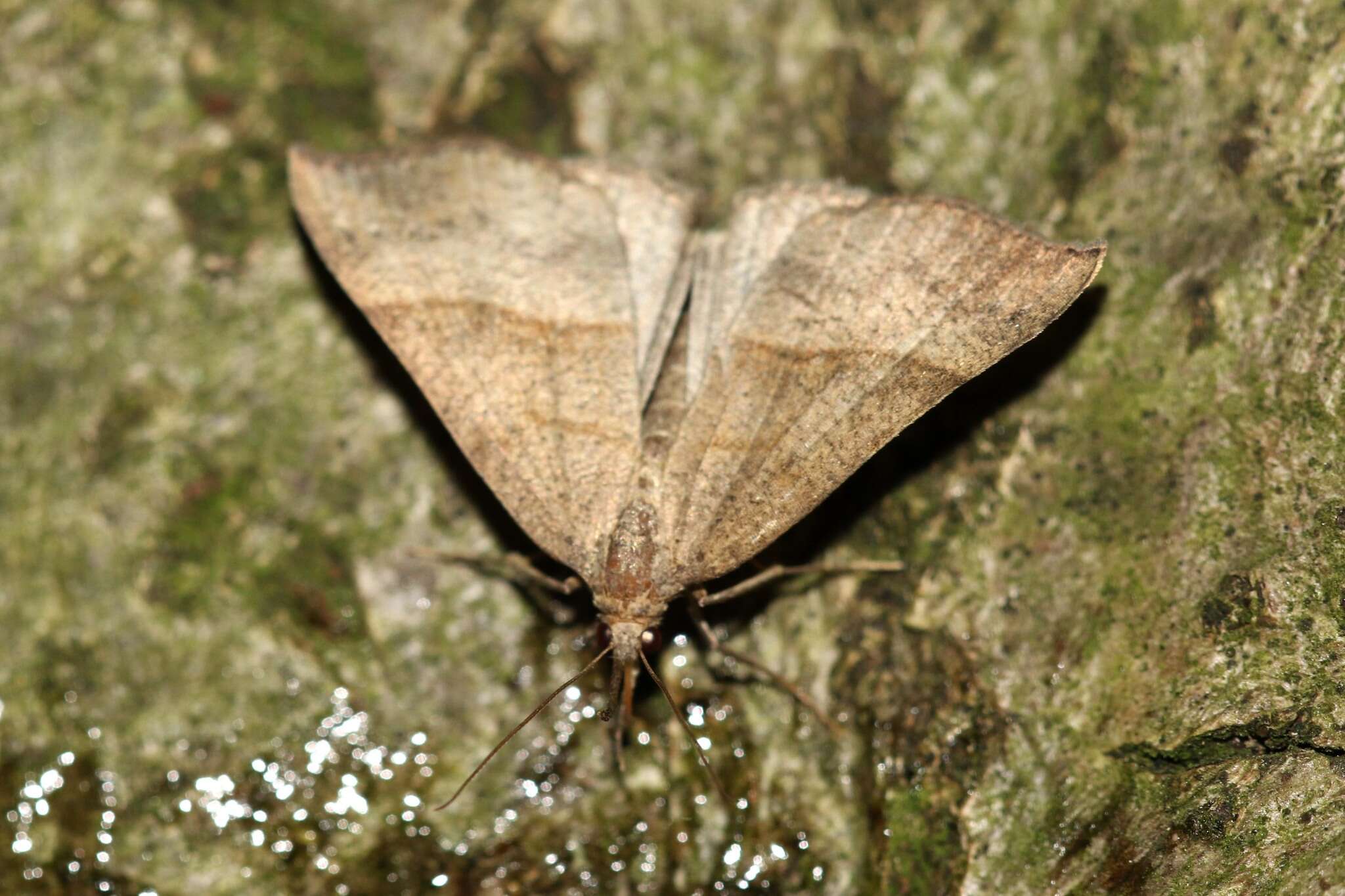 Imagem de Hypena proboscidalis Linnaeus