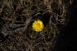 Image of coltsfoot