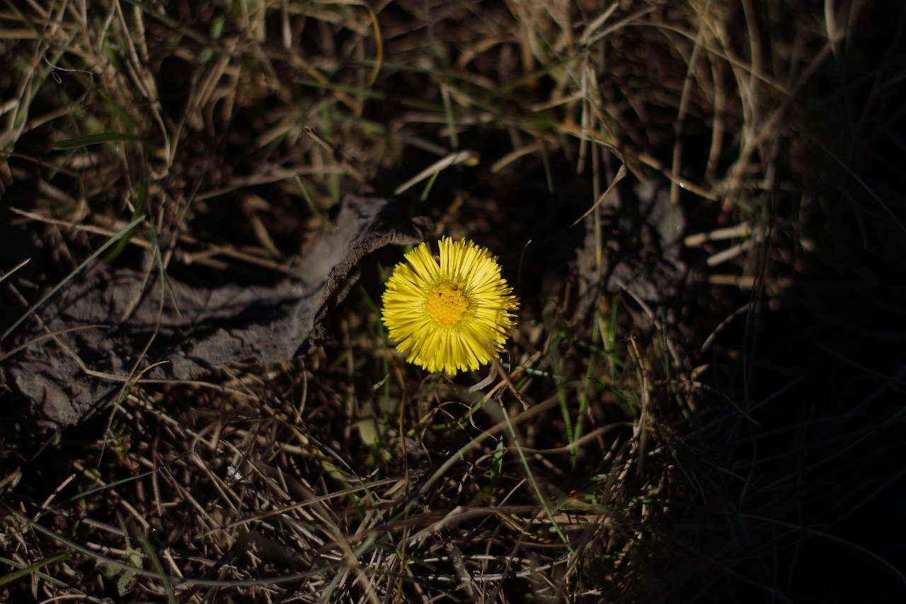 Image of coltsfoot