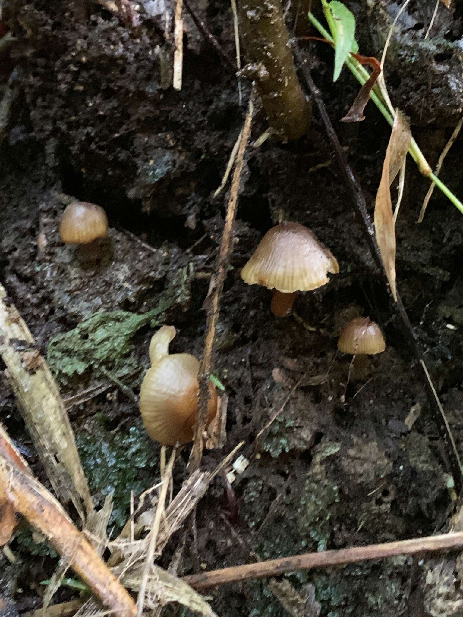 Hygrocybe lilaceolamellata (G. Stev.) E. Horak 1971的圖片