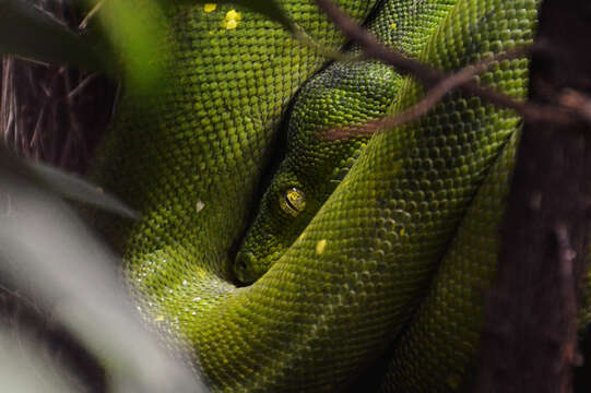 Image of Green Python