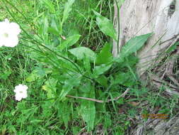 صورة Nicotiana suaveolens Lehm.