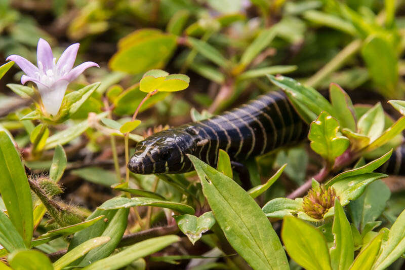 Image of Brazilian Galliwasp