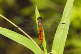 Image of little bloodtail