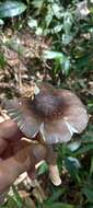 Image of Amanita coacta Bas 1978