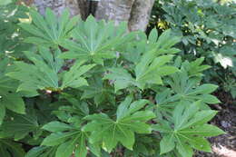 Image of fatsia