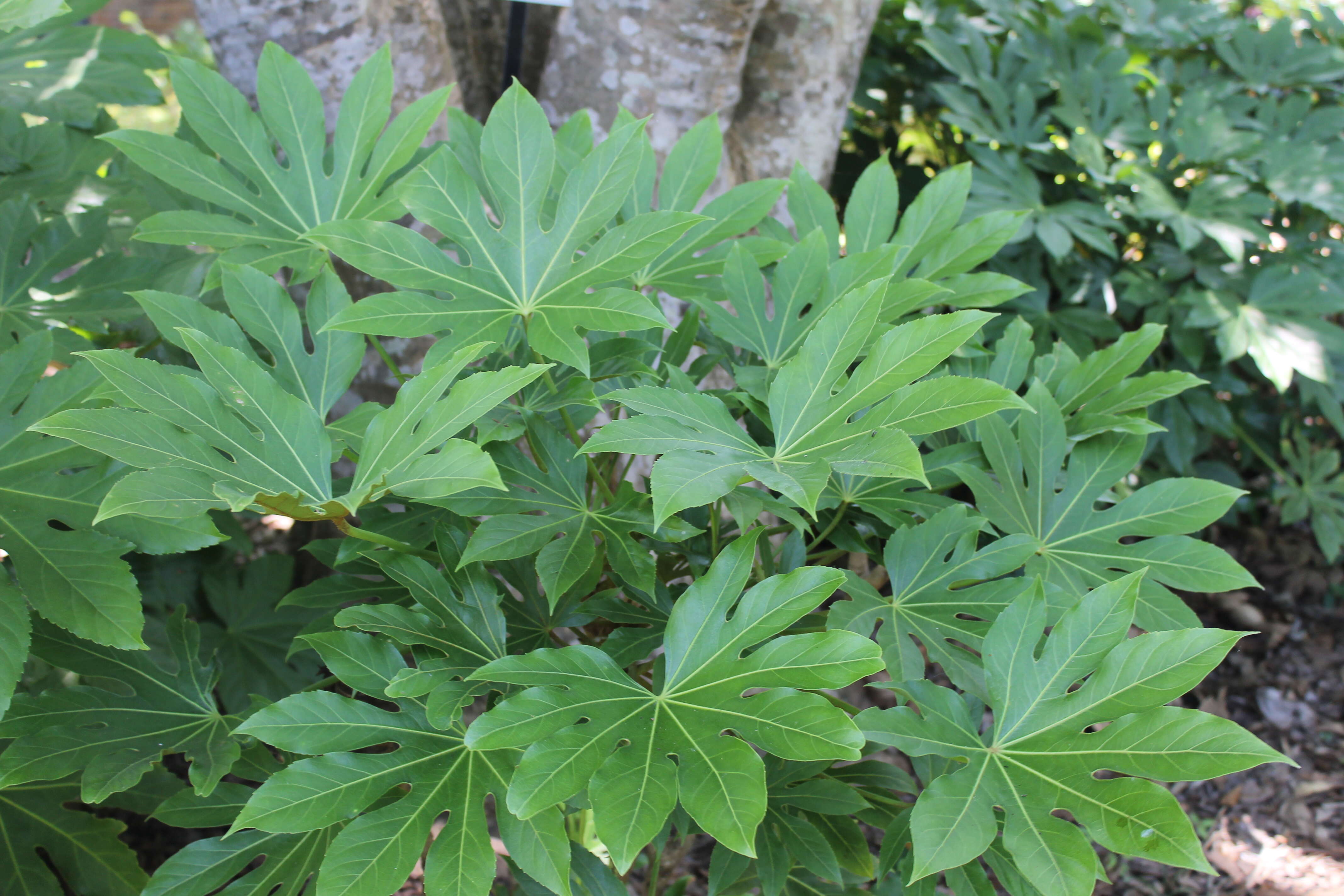 Image of fatsia