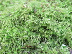 Image of Bolander's brachythecium moss