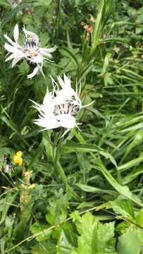 Слика од Centaurea cheiranthifolia Willd.