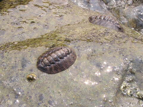 Image of Acanthopleura gemmata (Blainville 1825)