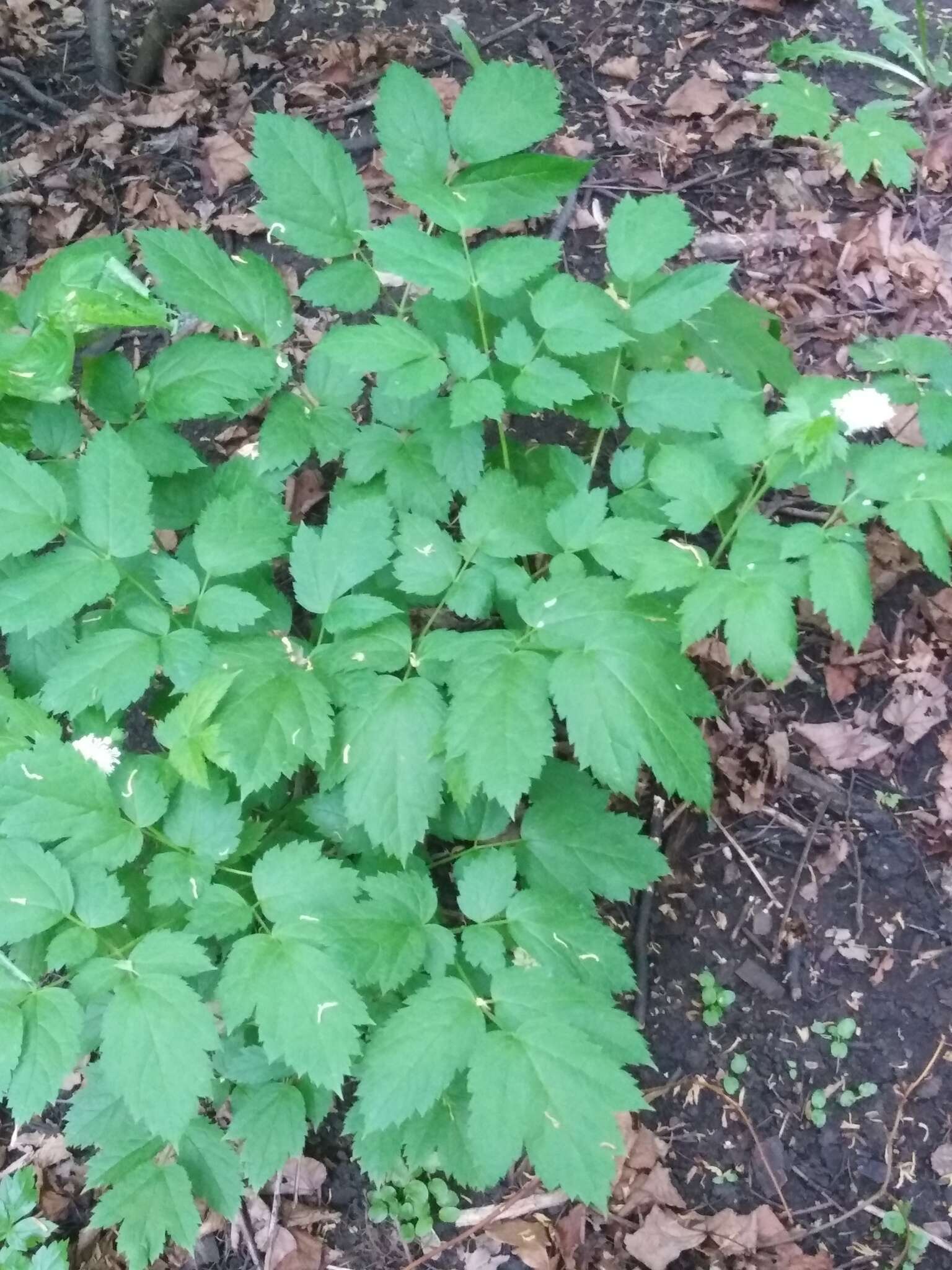 Image of Baneberry